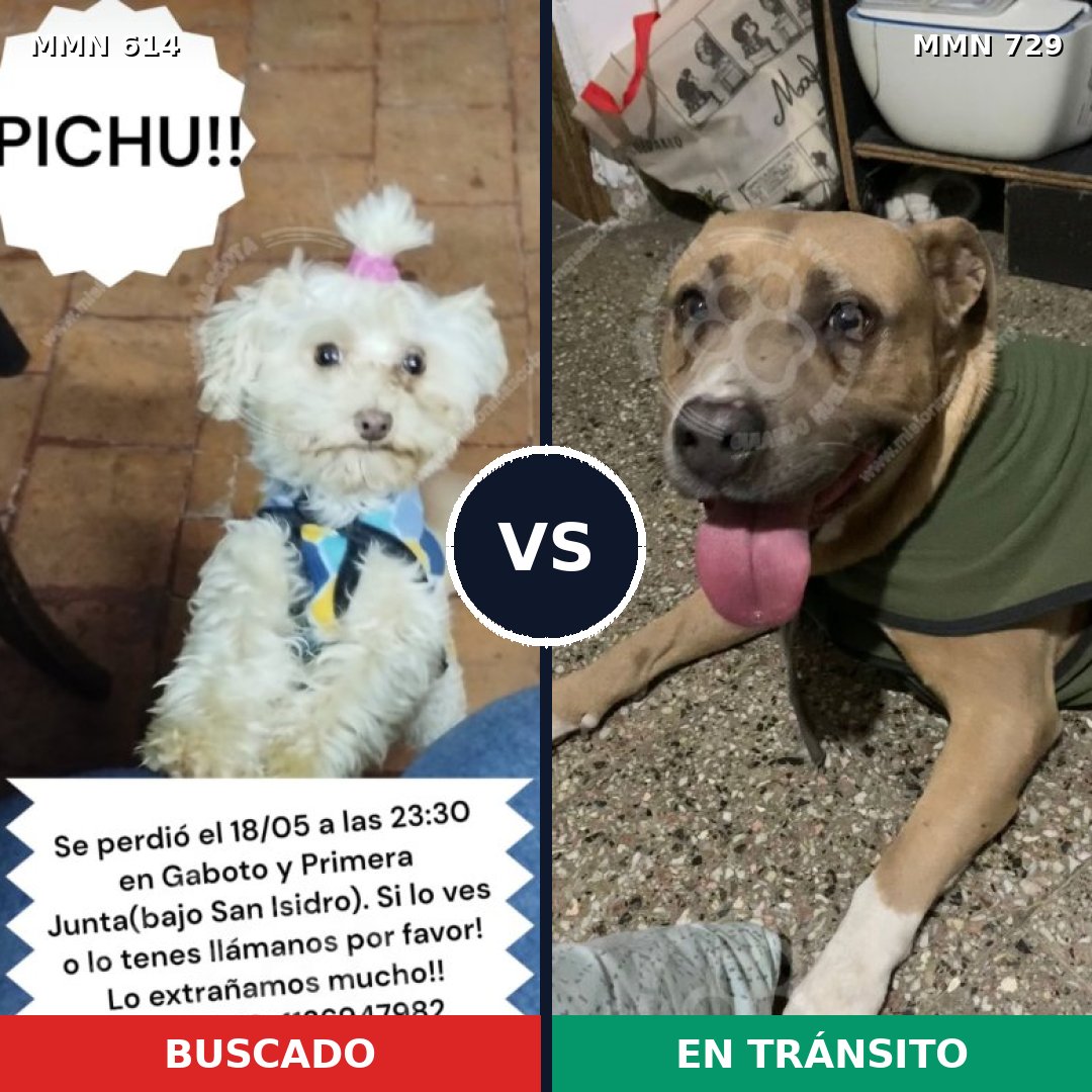 Comparativa MMS 10635: mascota perdida y mascota encontrada, 34% de similitud