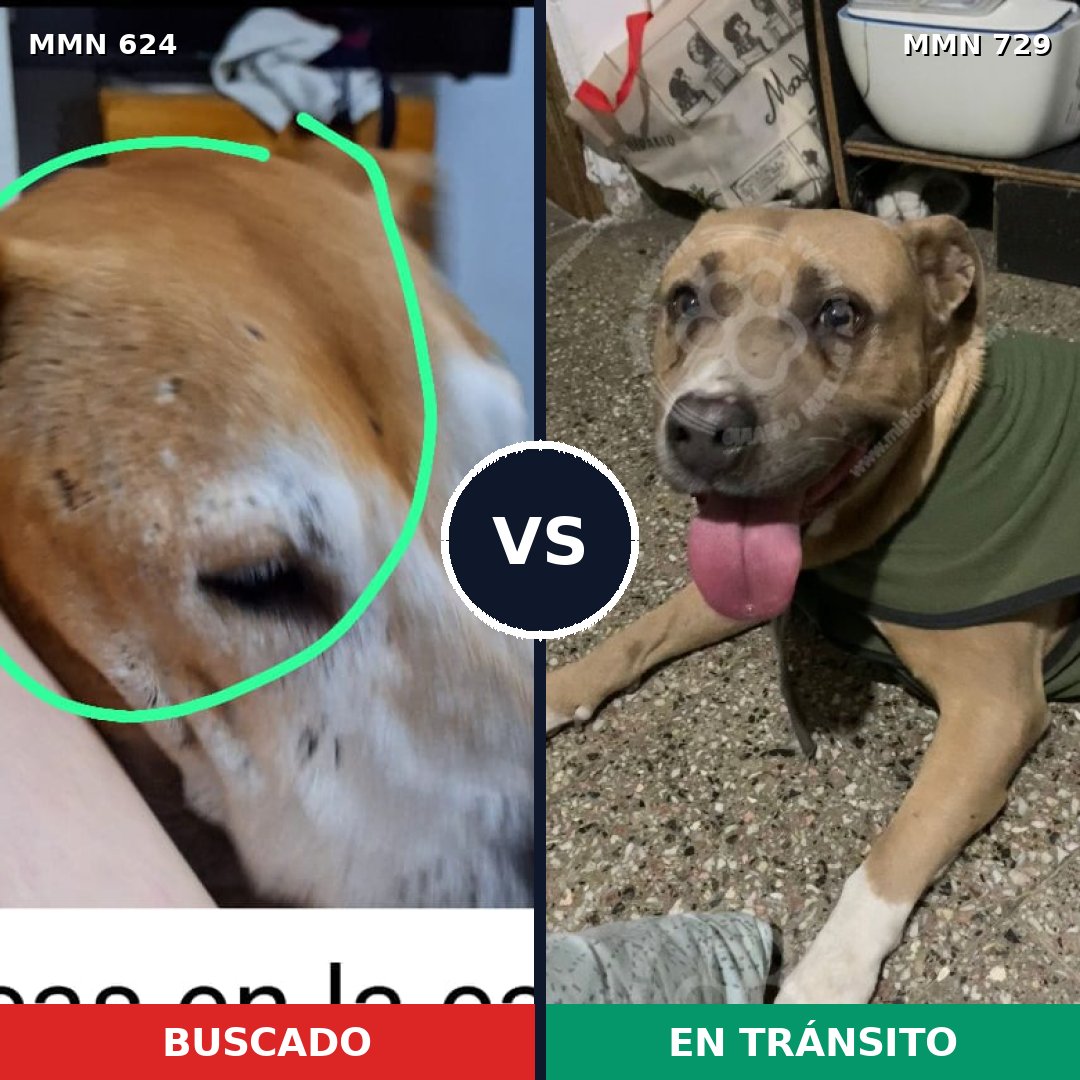 Comparativa MMS 10637: mascota perdida y mascota encontrada, 82% de similitud