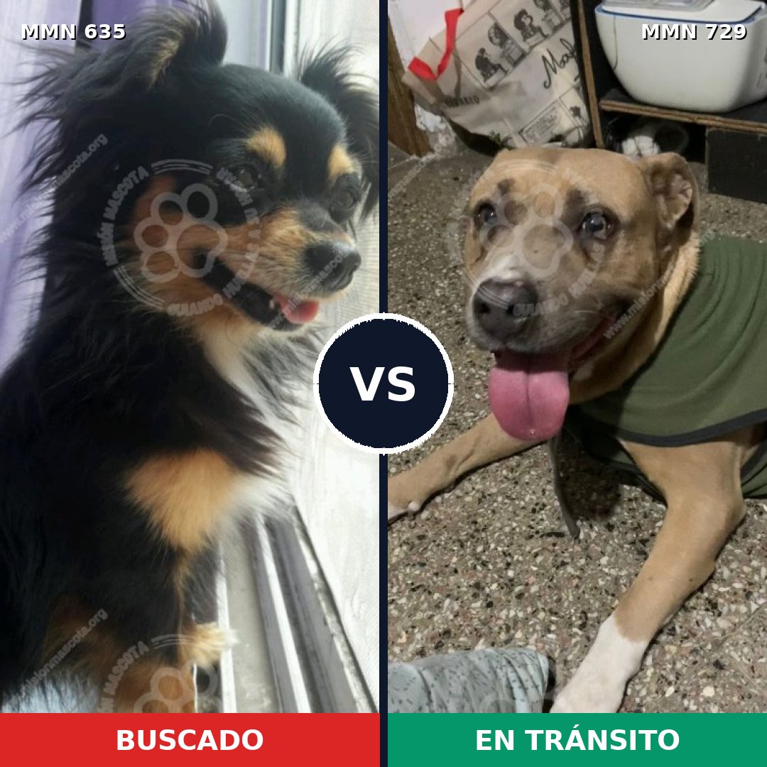 Comparativa MMS 10638: mascota perdida y mascota encontrada, 25% de similitud
