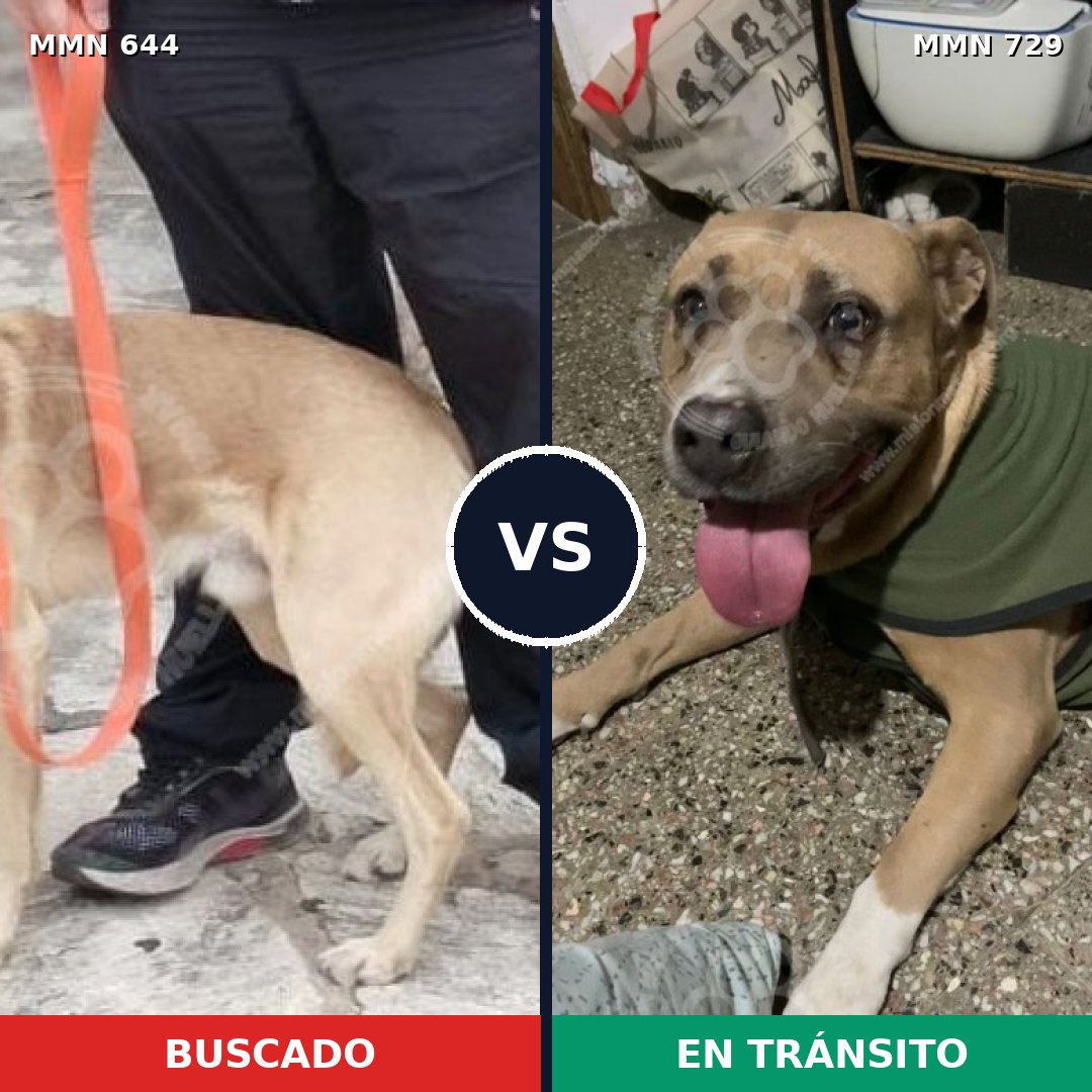 Comparativa MMS 10639: mascota perdida y mascota encontrada, 43% de similitud