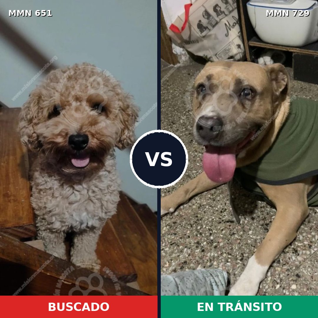 Comparativa MMS 10640: mascota perdida y mascota encontrada, 31% de similitud
