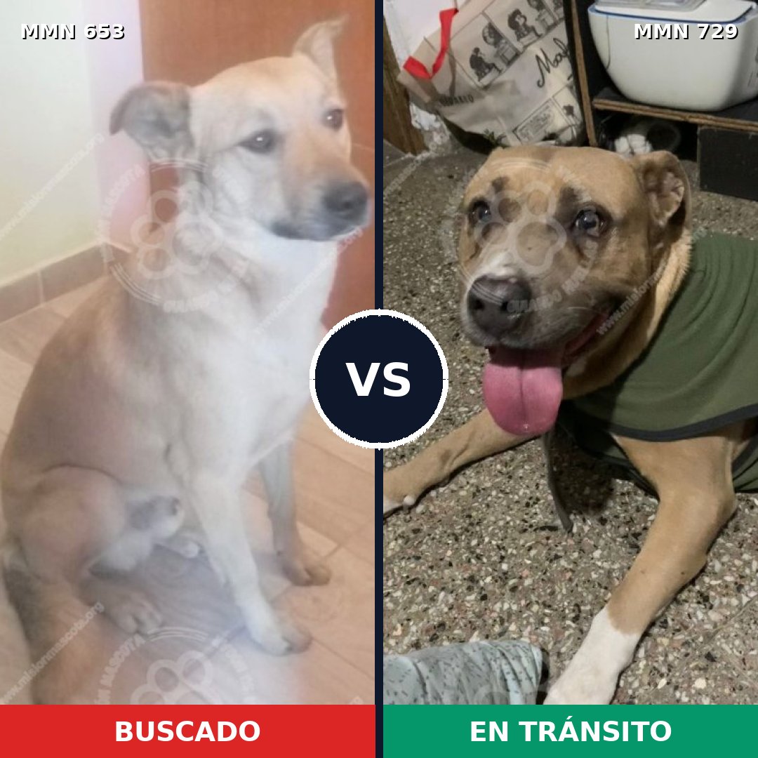 Comparativa MMS 10641: mascota perdida y mascota encontrada, 43% de similitud