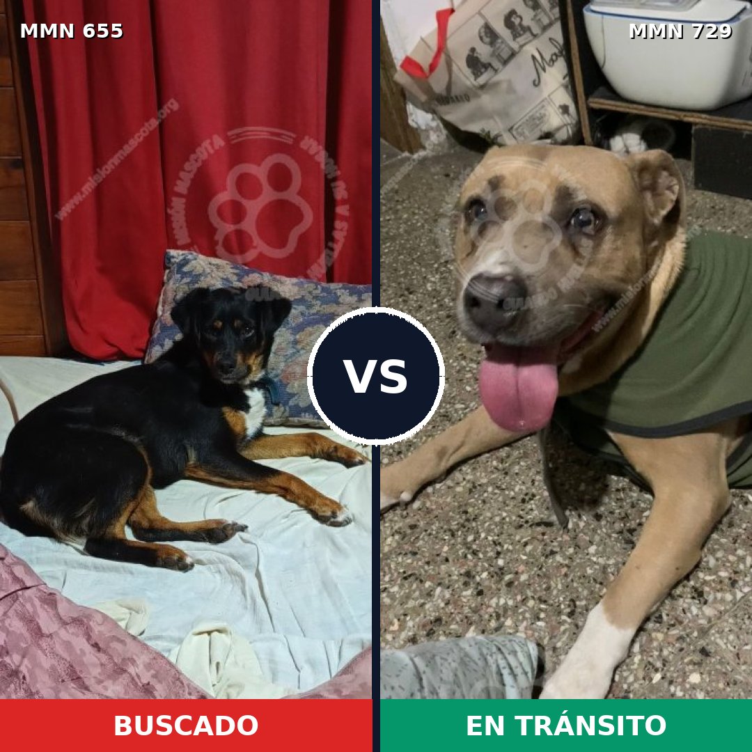 Comparativa MMS 10642: mascota perdida y mascota encontrada, 47% de similitud