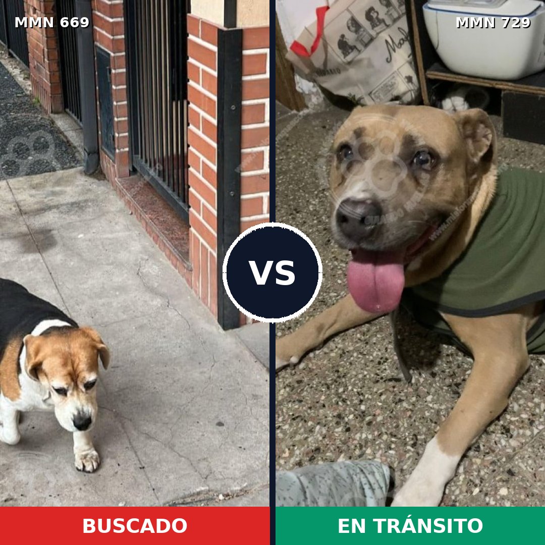 Comparativa MMS 10643: mascota perdida y mascota encontrada, 26% de similitud