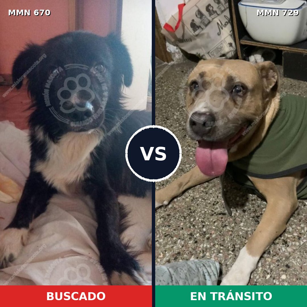 Comparativa MMS 10644: mascota perdida y mascota encontrada, 32% de similitud