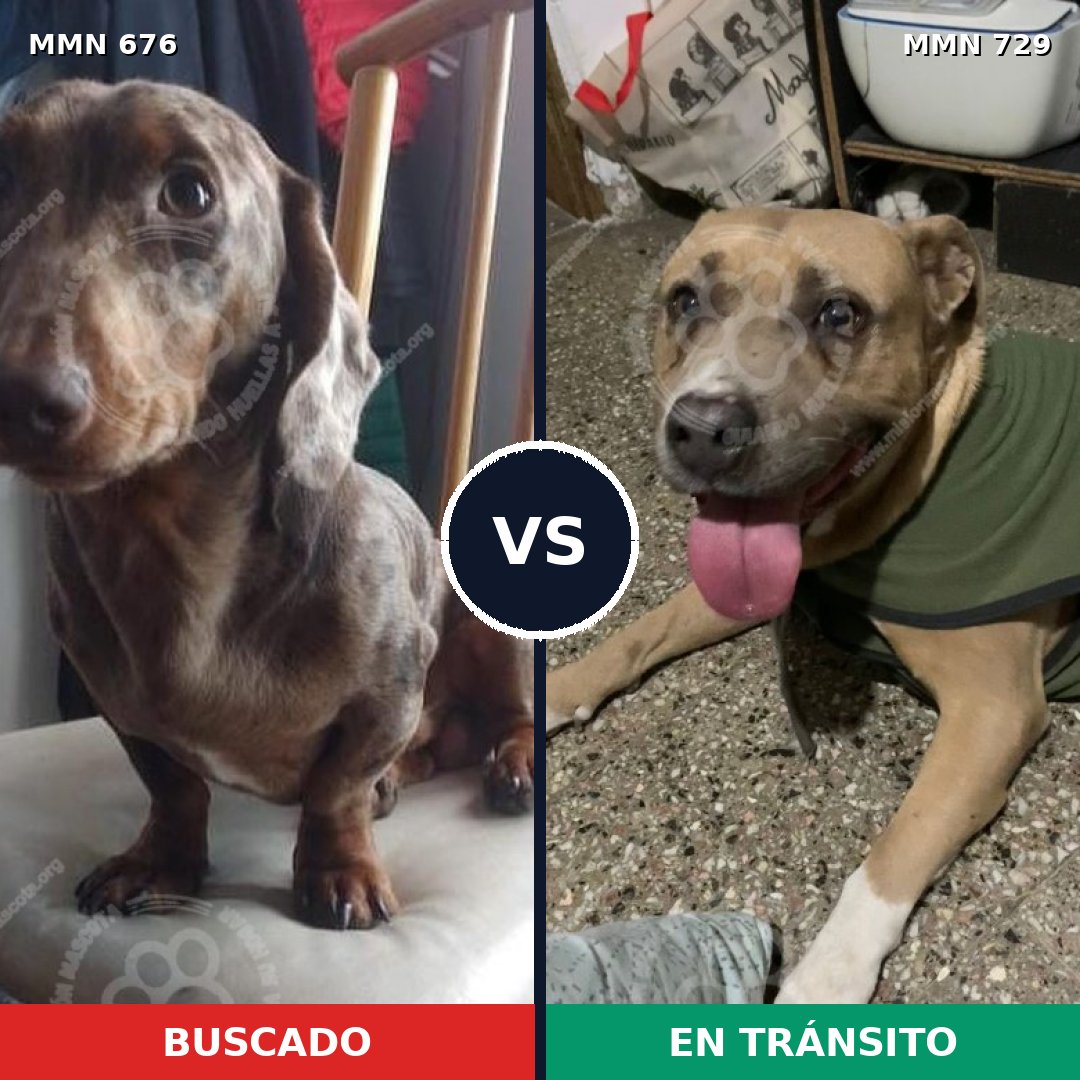 Comparativa MMS 10646: mascota perdida y mascota encontrada, 11% de similitud