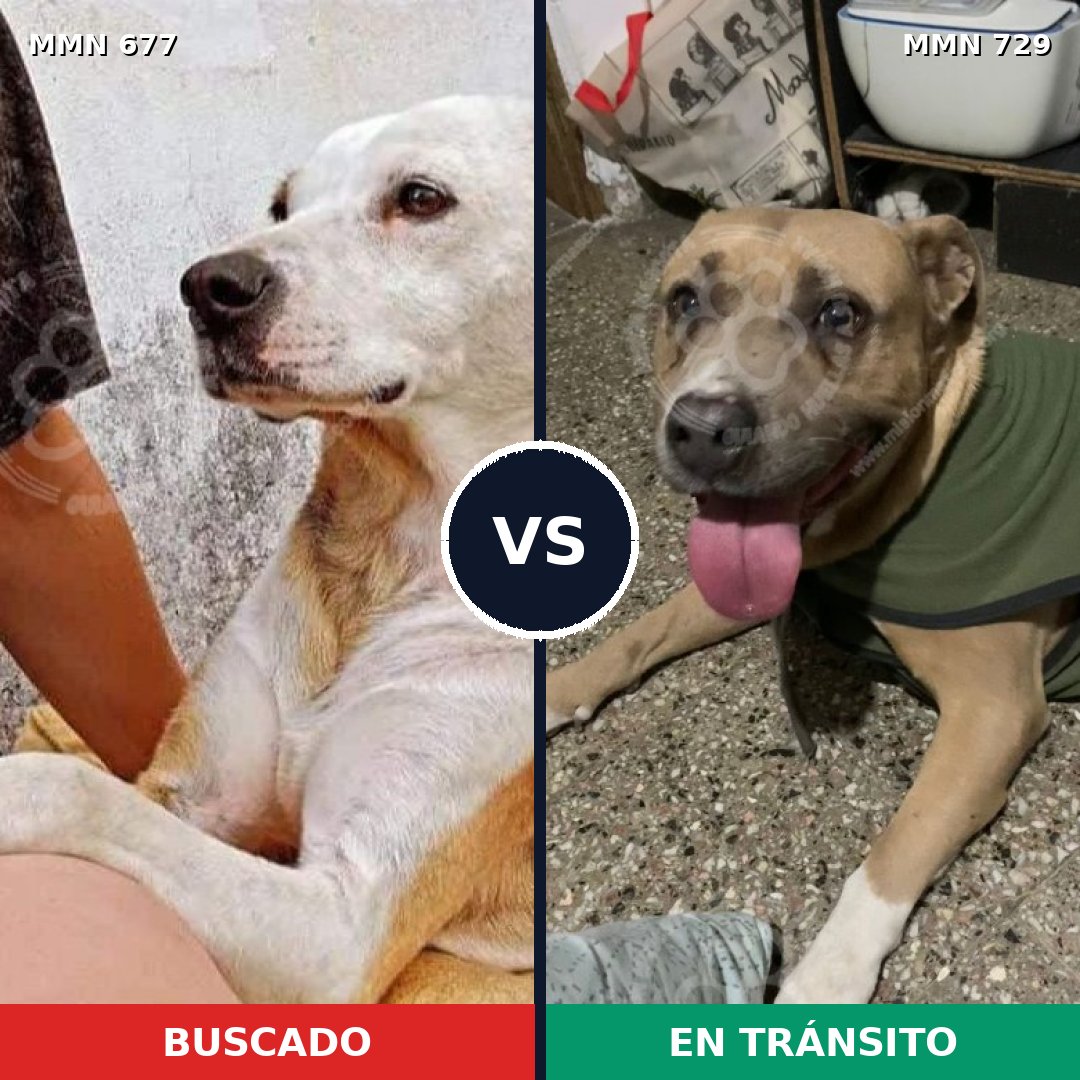Comparativa MMS 10647: mascota perdida y mascota encontrada, 38% de similitud