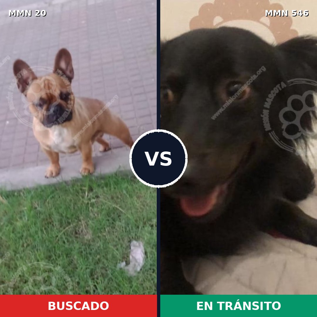 Comparativa MMS 1065: mascota perdida y mascota encontrada, 45% de similitud