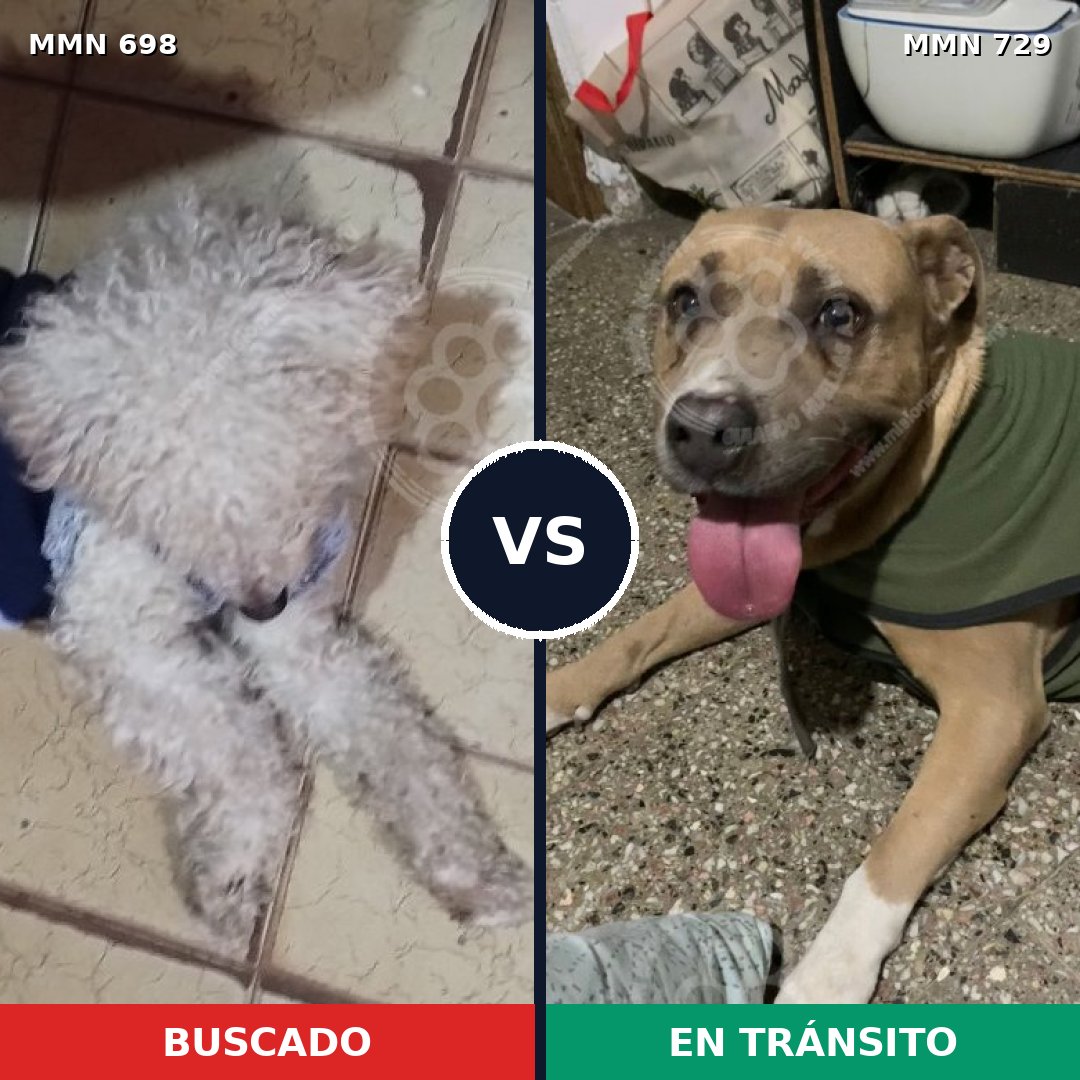 Comparativa MMS 10650: mascota perdida y mascota encontrada, 39% de similitud