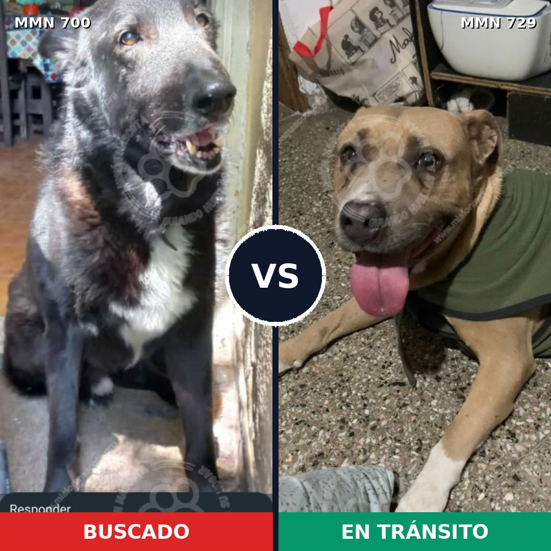 Comparativa MMS 10651: mascota perdida y mascota encontrada, 31% de similitud