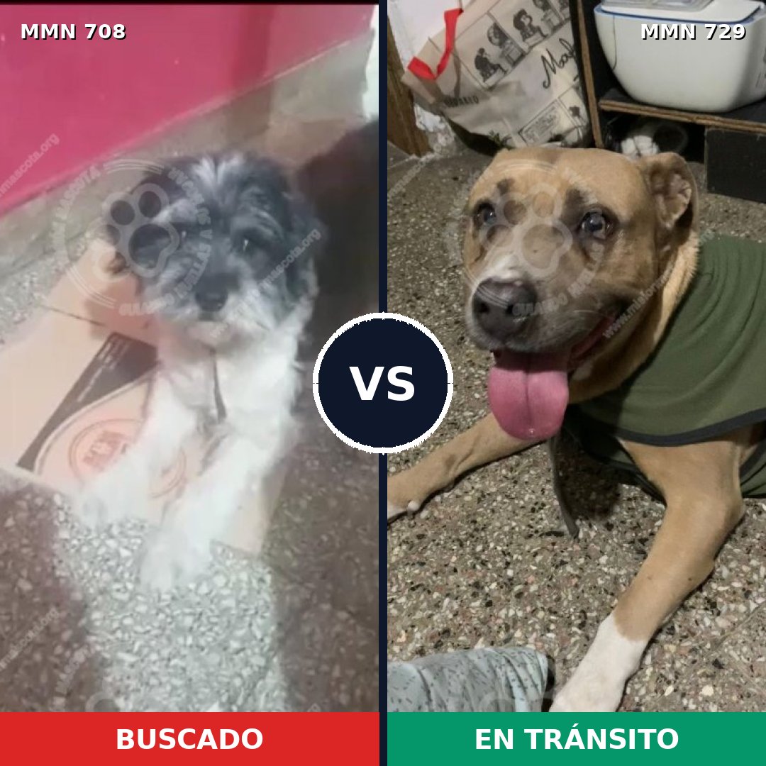Comparativa MMS 10653: mascota perdida y mascota encontrada, 41% de similitud