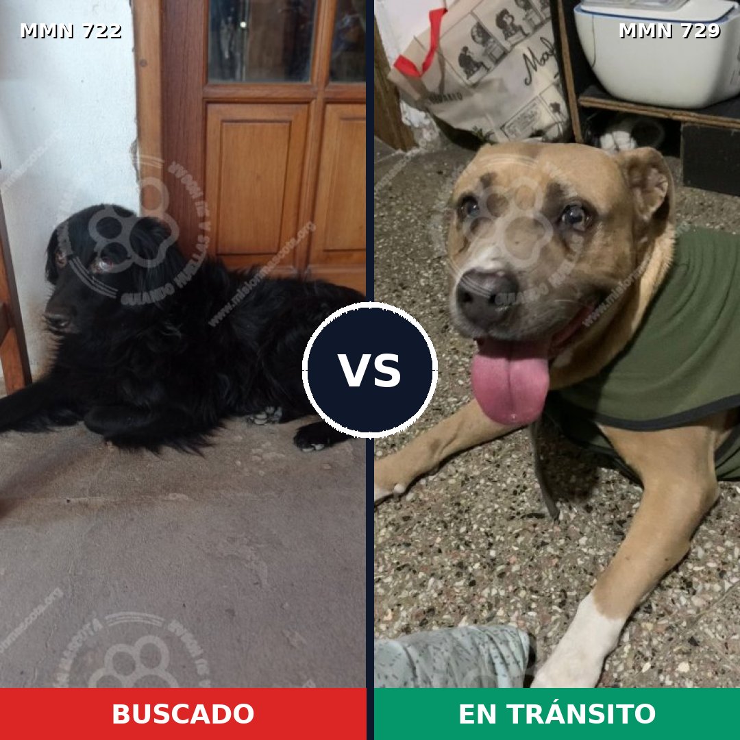 Comparativa MMS 10655: mascota perdida y mascota encontrada, 31% de similitud