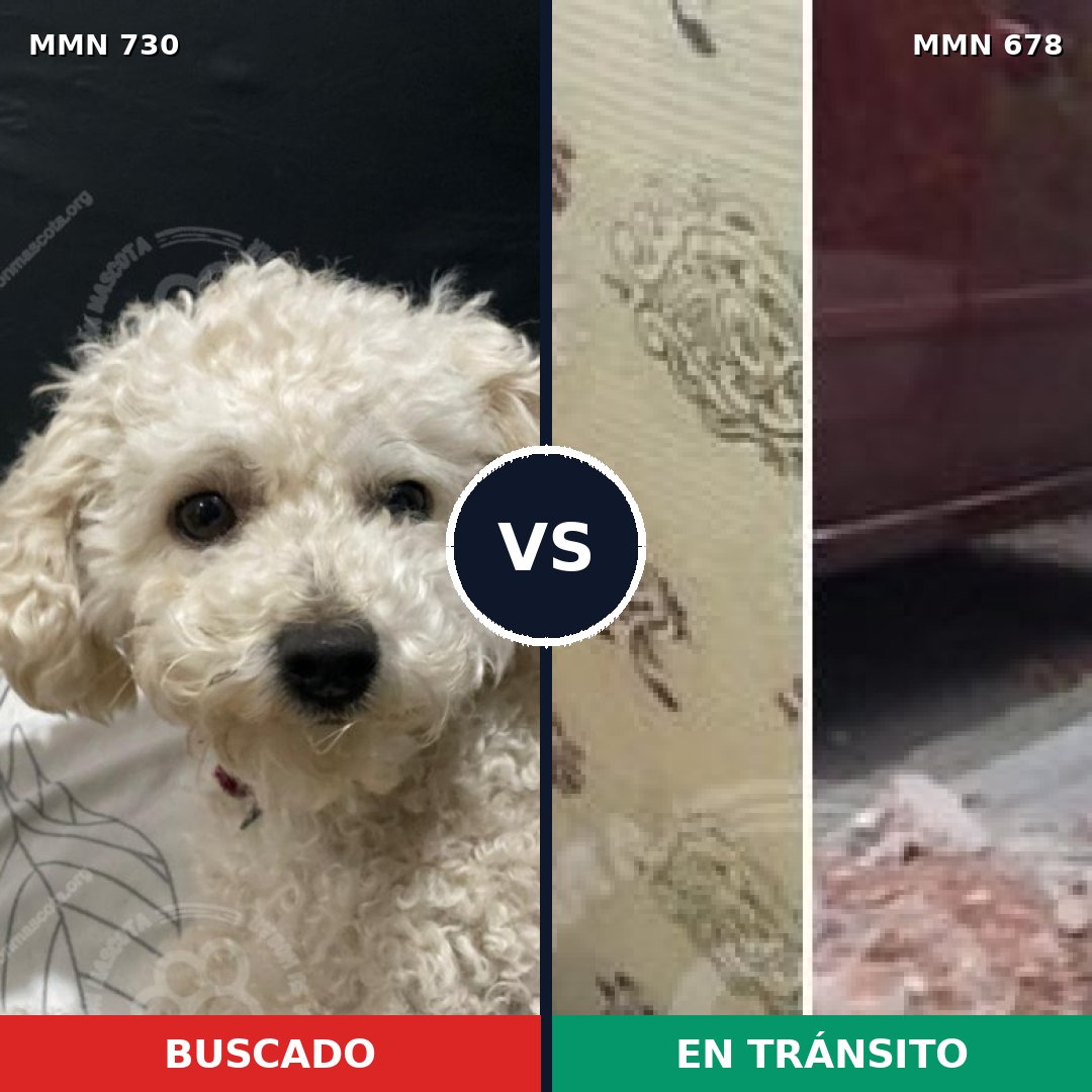Comparativa MMS 10656: mascota perdida y mascota encontrada, 23% de similitud