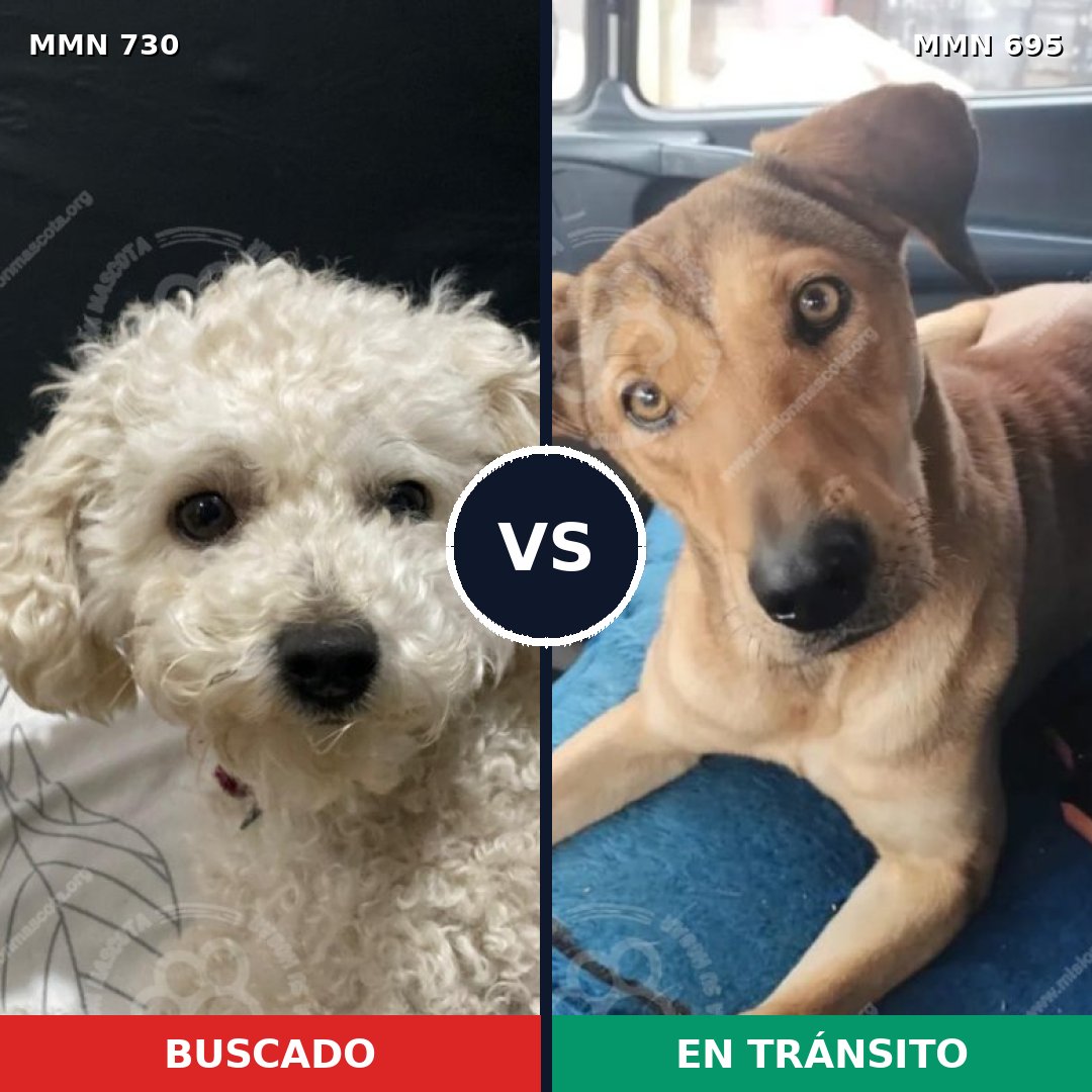 Comparativa MMS 10657: mascota perdida y mascota encontrada, 21% de similitud