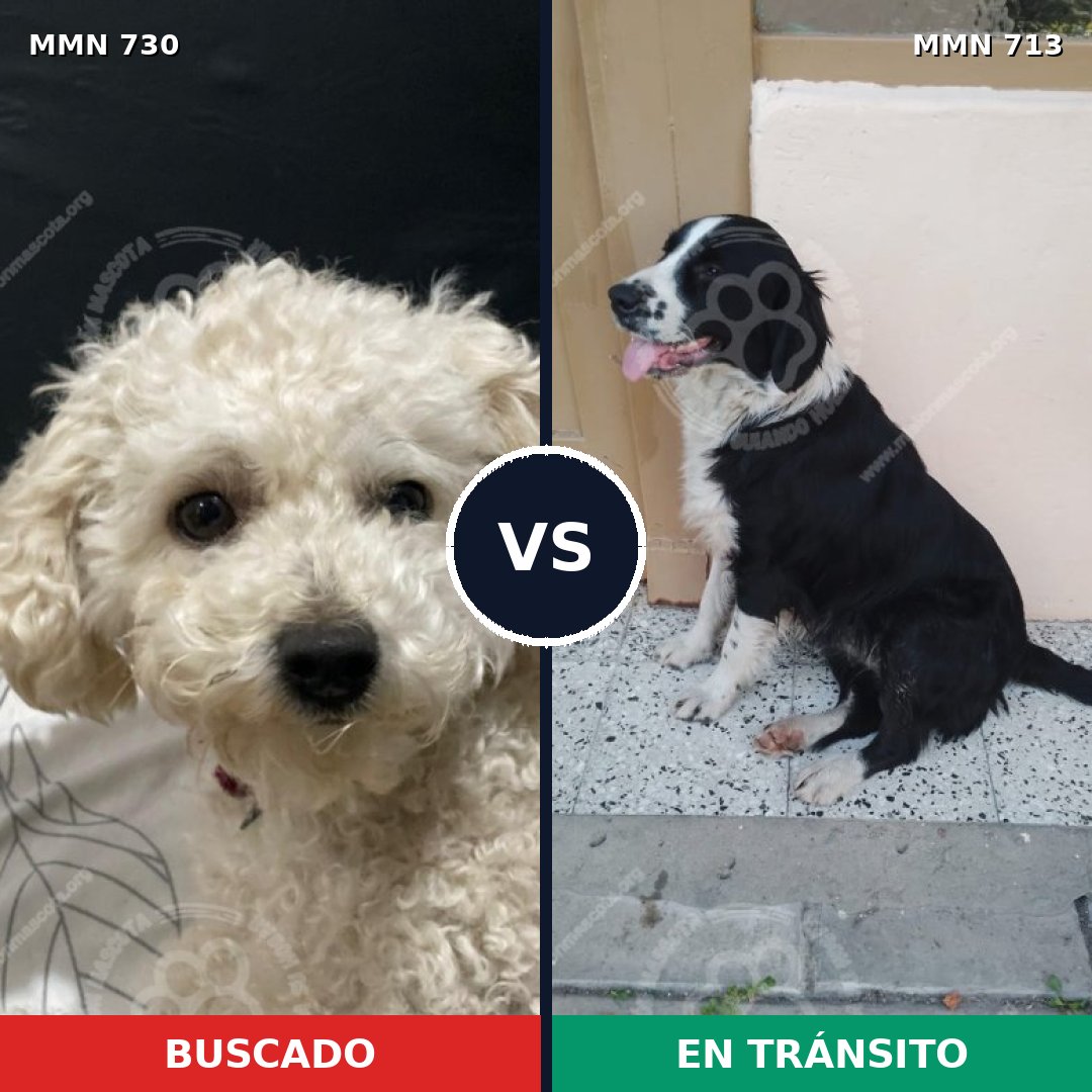 Comparativa MMS 10658: mascota perdida y mascota encontrada, 28% de similitud