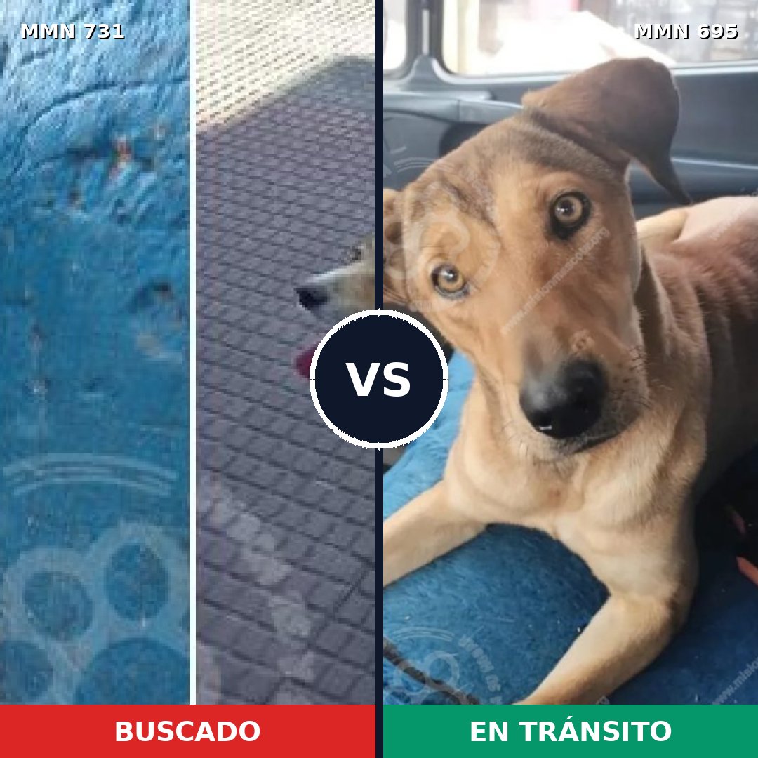 Comparativa MMS 10659: mascota perdida y mascota encontrada, 75% de similitud