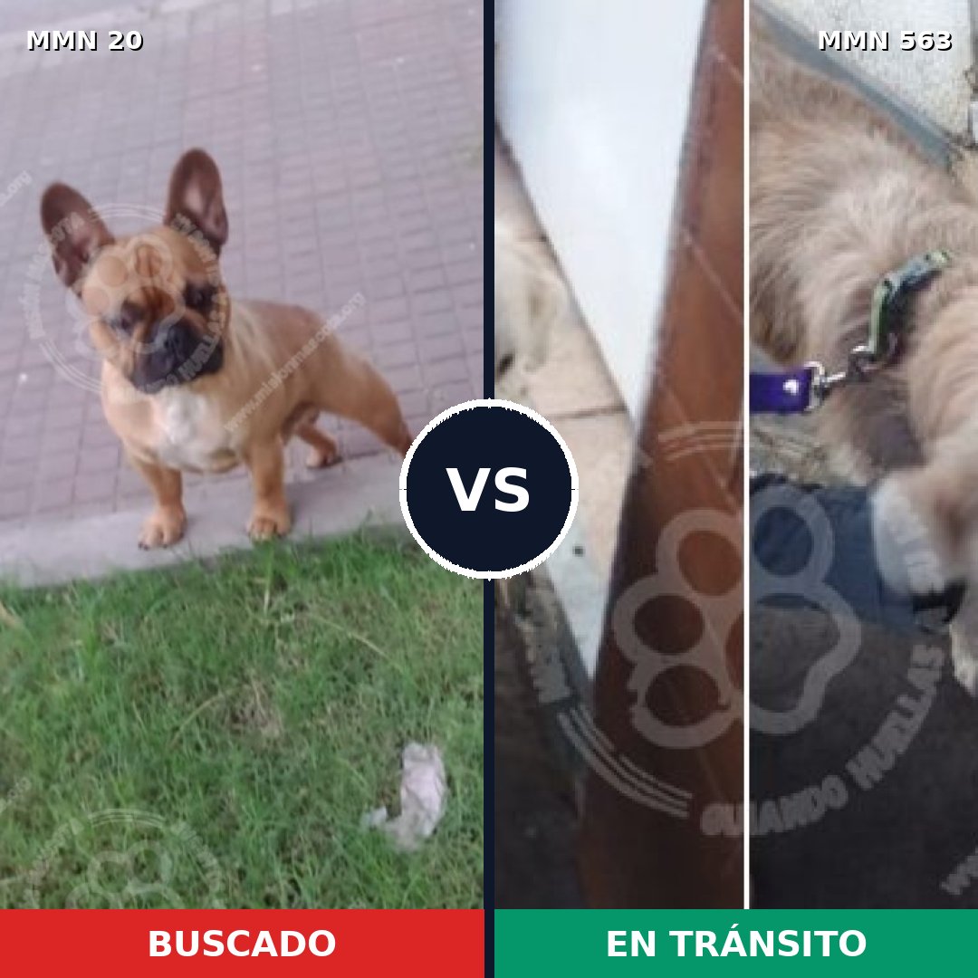 Comparativa MMS 1066: mascota perdida y mascota encontrada, 27% de similitud