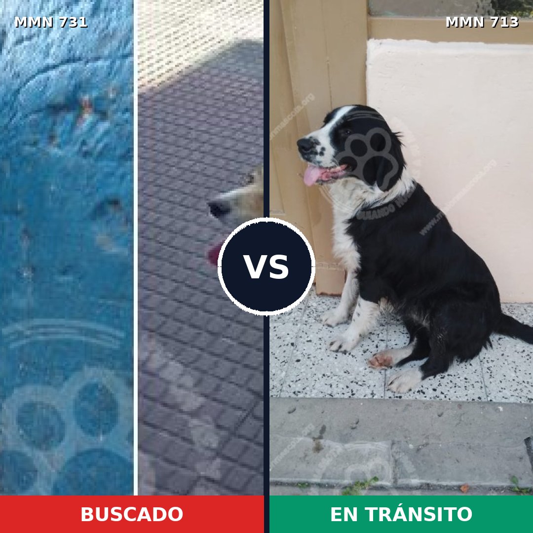 Comparativa MMS 10660: mascota perdida y mascota encontrada, 61% de similitud