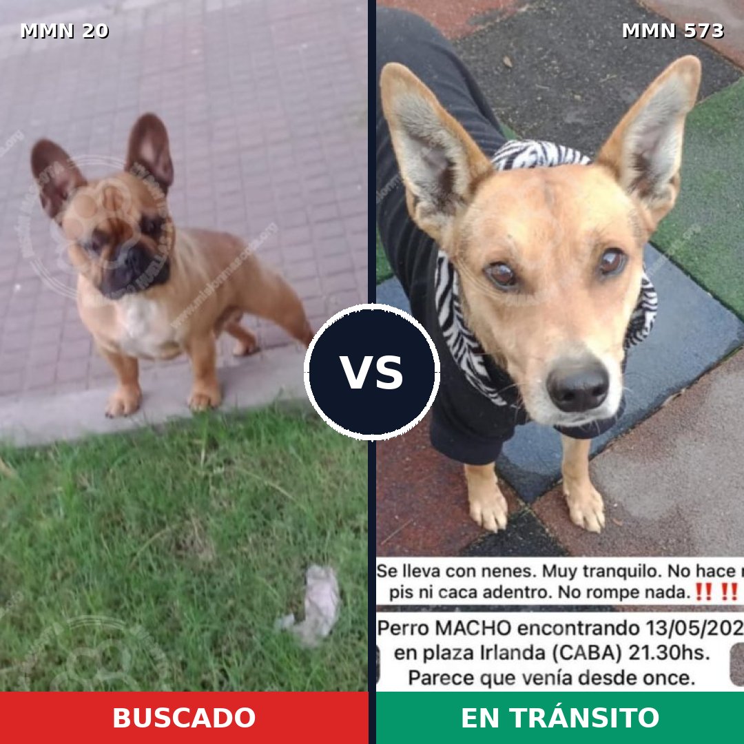 Comparativa MMS 1067: mascota perdida y mascota encontrada, 38% de similitud