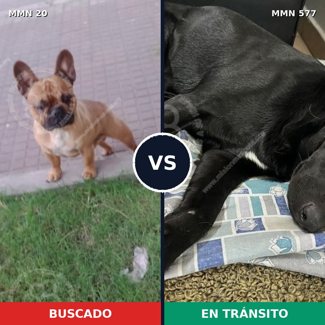 Comparativa MMS 1068: mascota perdida y mascota encontrada, 40% de similitud