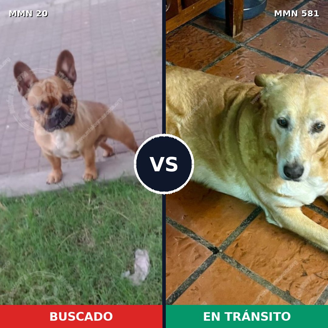 Comparativa MMS 1069: mascota perdida y mascota encontrada, 25% de similitud