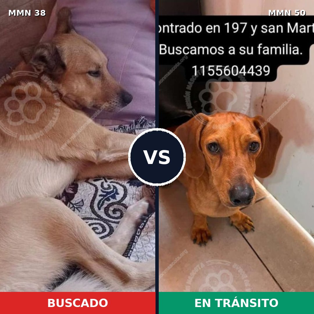Comparativa MMS 107: mascota perdida y mascota encontrada, 53% de similitud