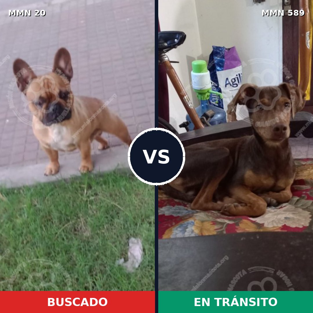 Comparativa MMS 1070: mascota perdida y mascota encontrada, 36% de similitud
