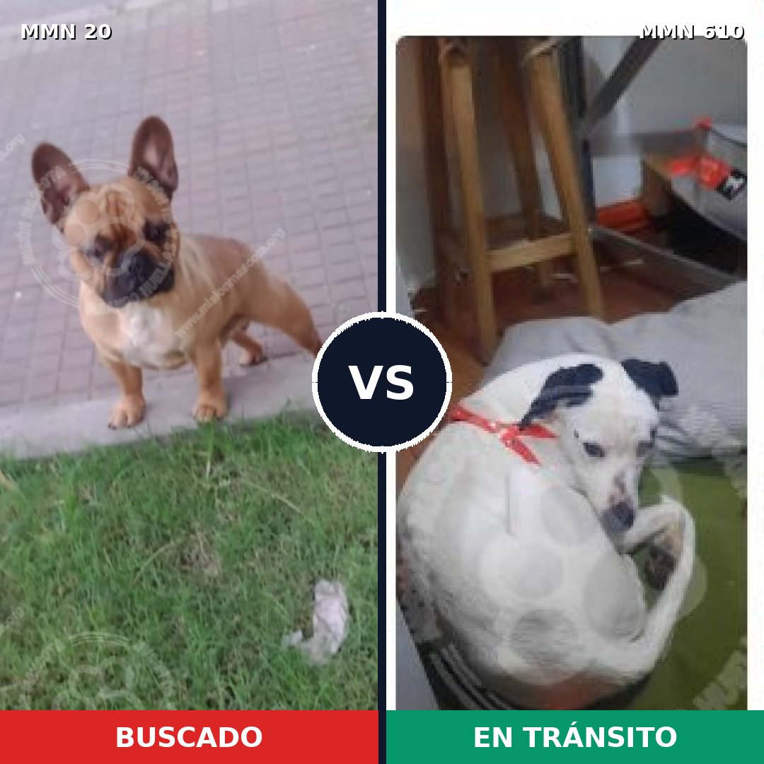 Comparativa MMS 1071: mascota perdida y mascota encontrada, 39% de similitud