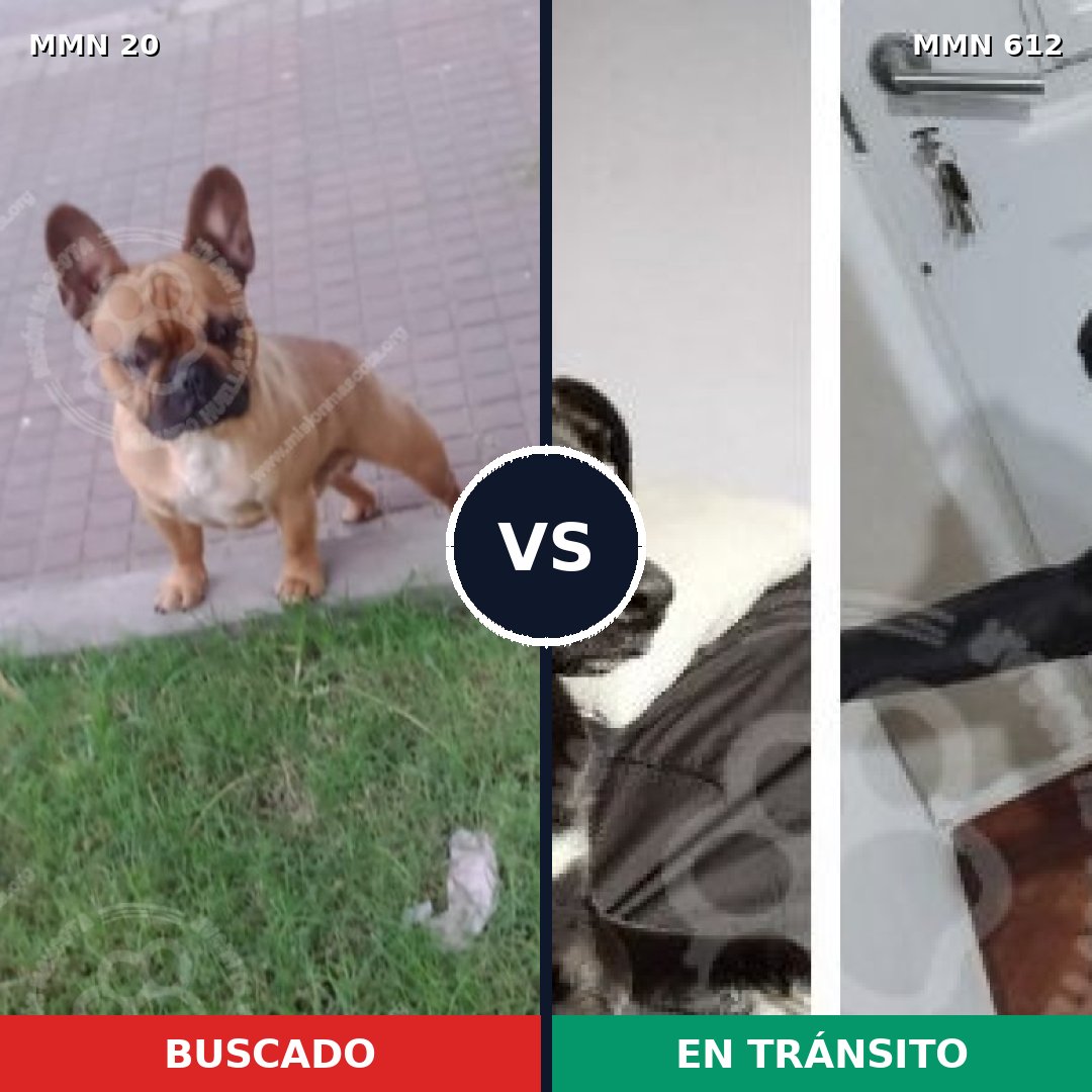 Comparativa MMS 1072: mascota perdida y mascota encontrada, 40% de similitud
