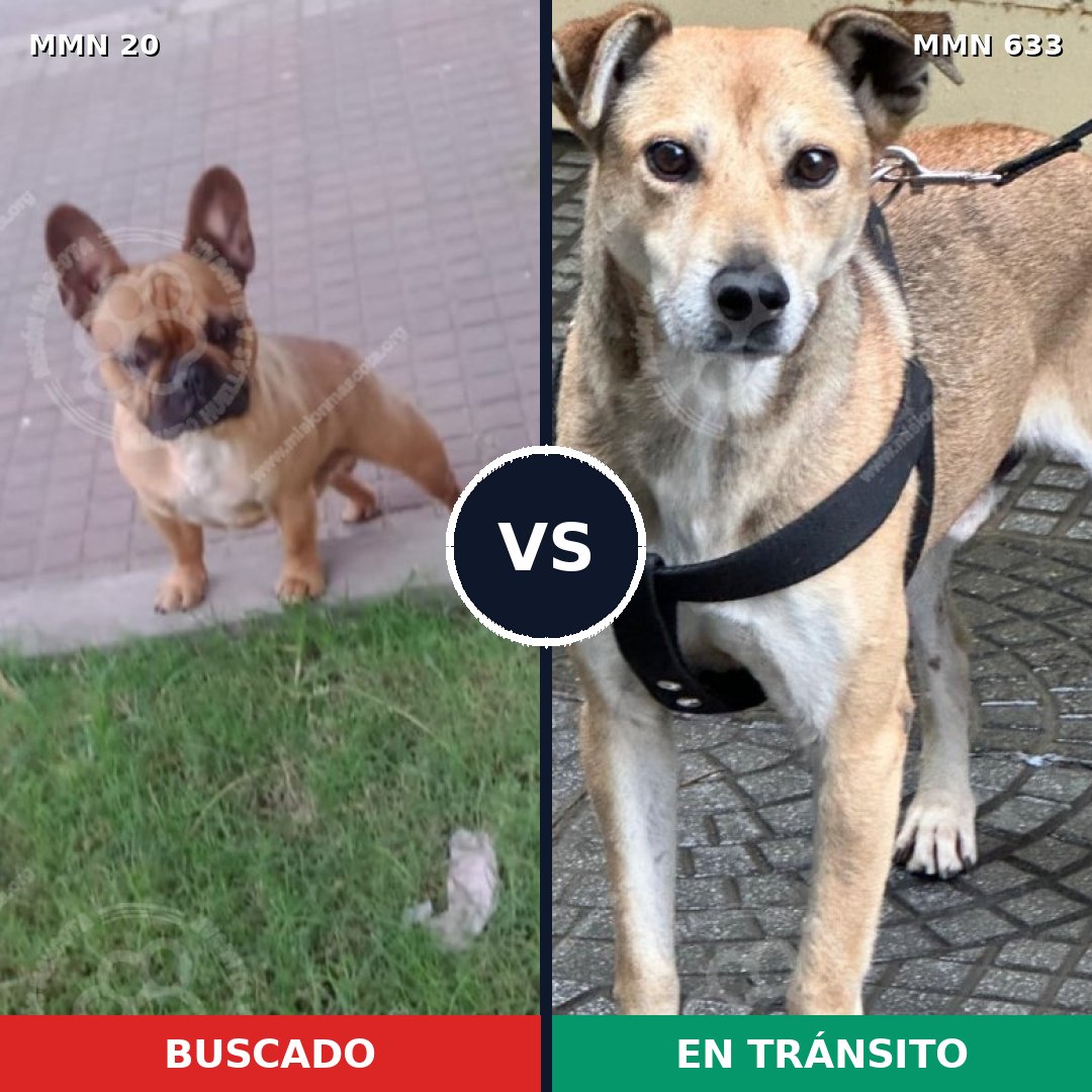 Comparativa MMS 1073: mascota perdida y mascota encontrada, 38% de similitud