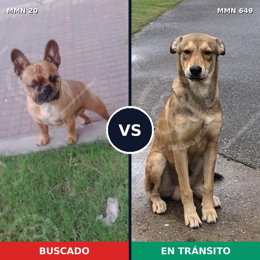 Comparativa MMS 1075: mascota perdida y mascota encontrada, 19% de similitud