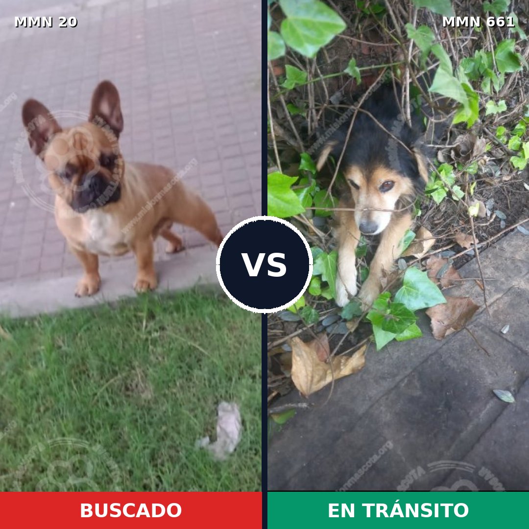 Comparativa MMS 1076: mascota perdida y mascota encontrada, 50% de similitud