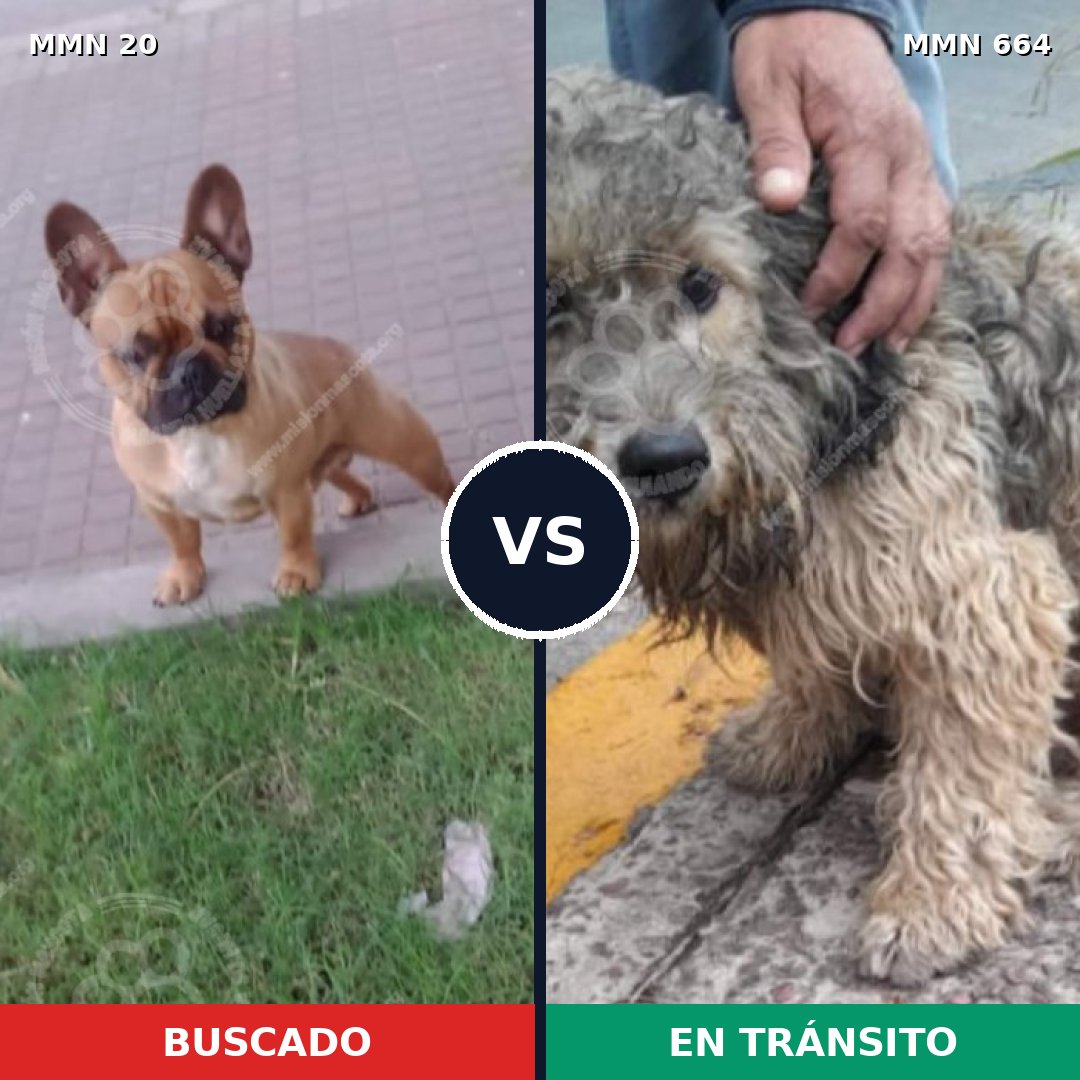 Comparativa MMS 1077: mascota perdida y mascota encontrada, 37% de similitud
