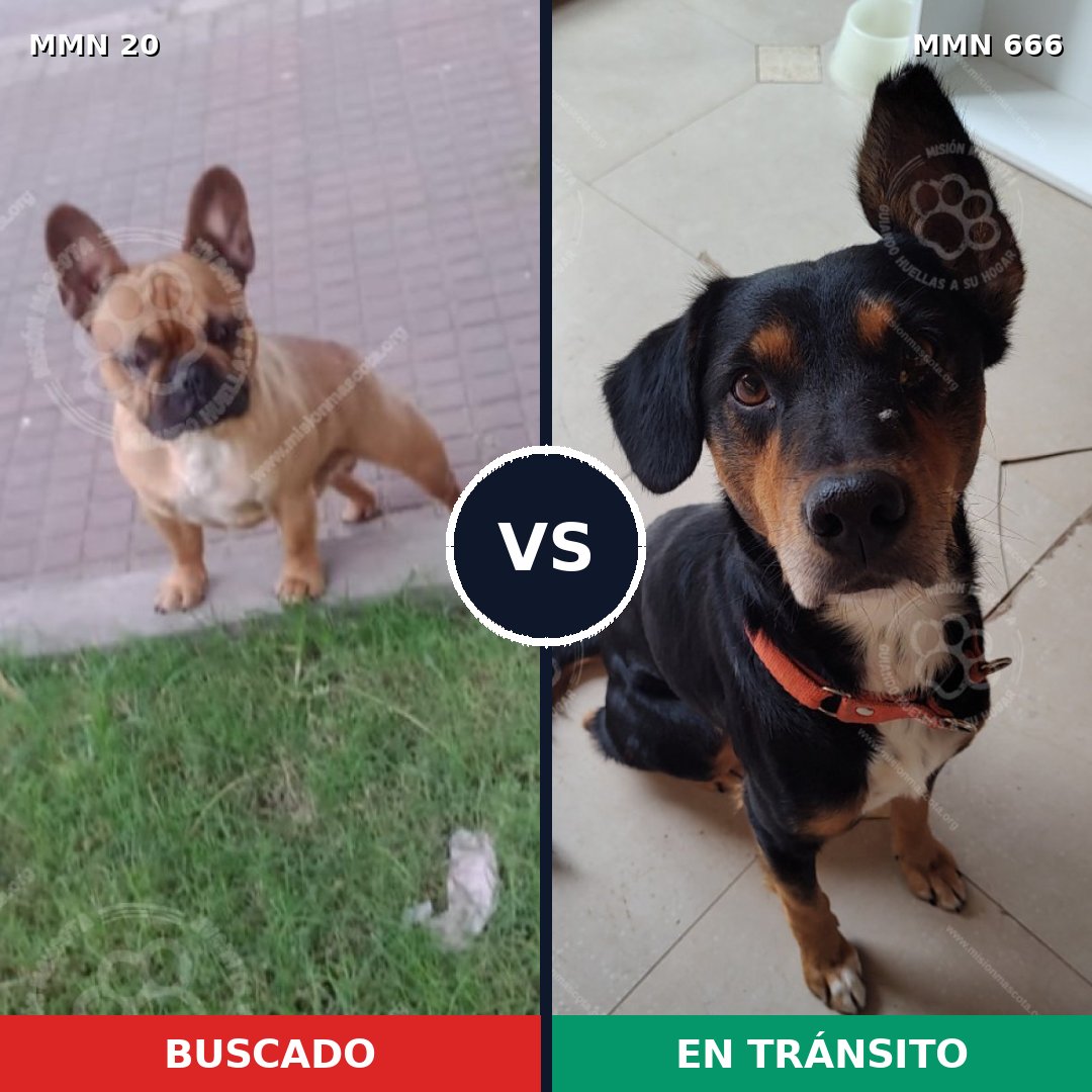 Comparativa MMS 1078: mascota perdida y mascota encontrada, 38% de similitud