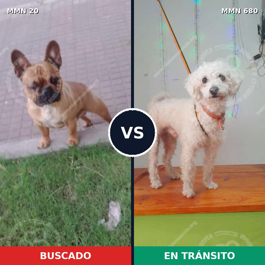 Comparativa MMS 1080: mascota perdida y mascota encontrada, 43% de similitud