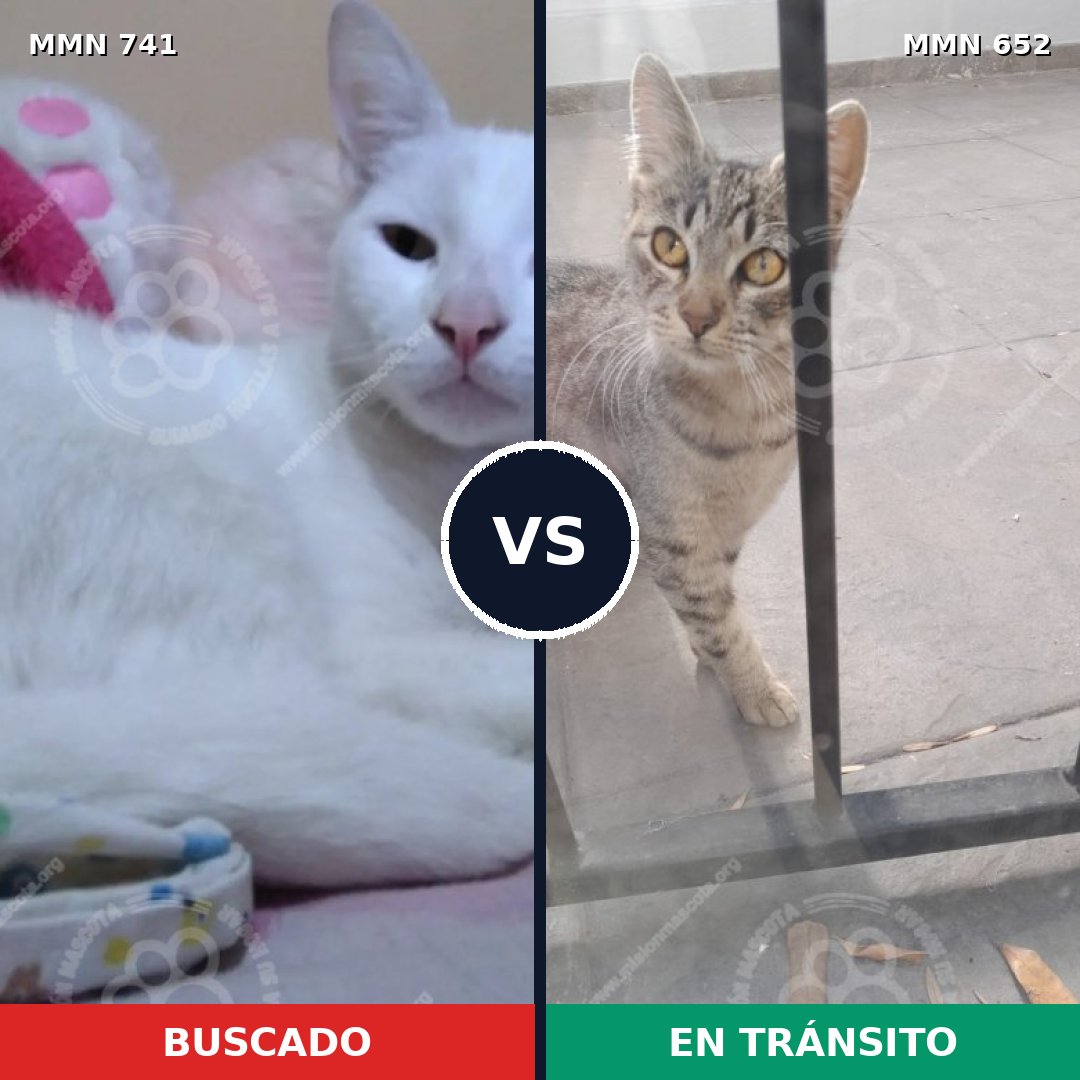 Comparativa MMS 10801: mascota perdida y mascota encontrada, 64% de similitud