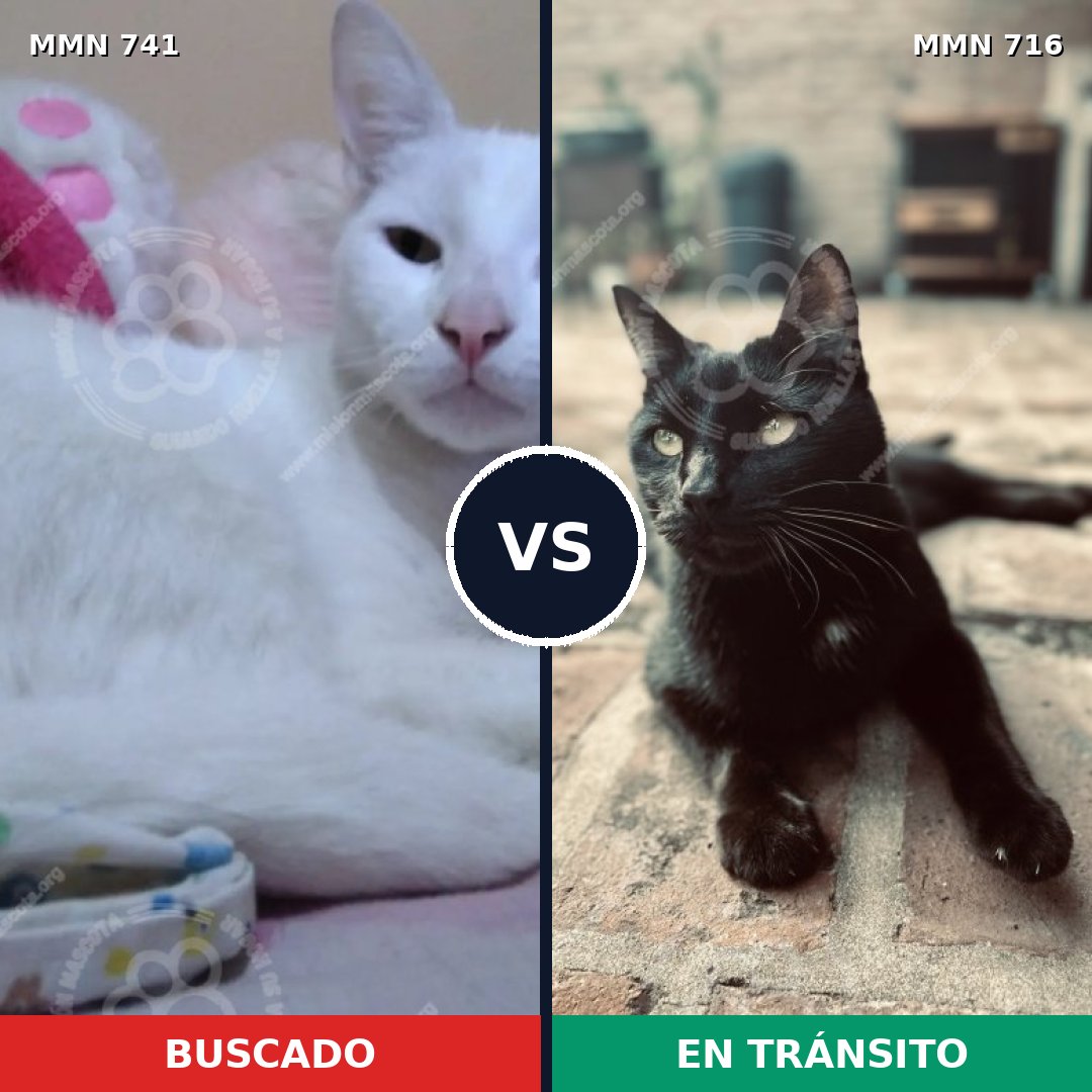 Comparativa MMS 10802: mascota perdida y mascota encontrada, 58% de similitud