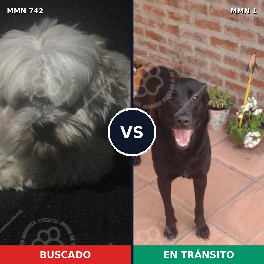 Comparativa MMS 10803: mascota perdida y mascota encontrada, 36% de similitud
