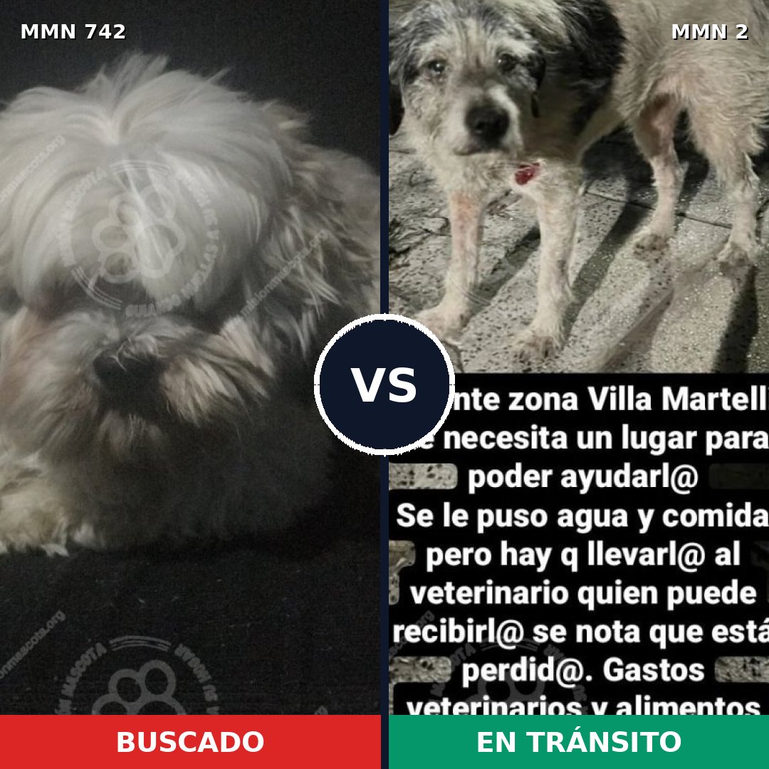 Comparativa MMS 10804: mascota perdida y mascota encontrada, 31% de similitud