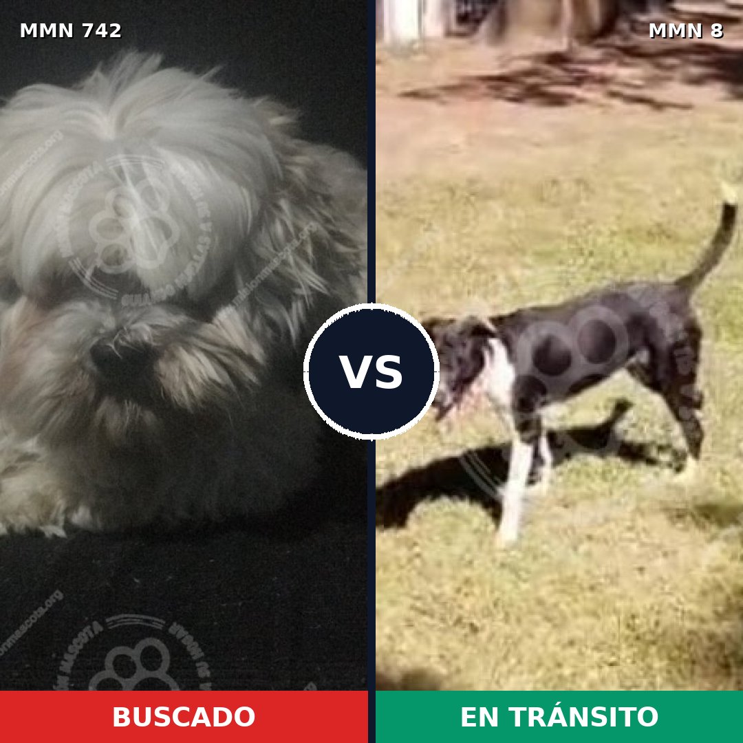 Comparativa MMS 10805: mascota perdida y mascota encontrada, 27% de similitud