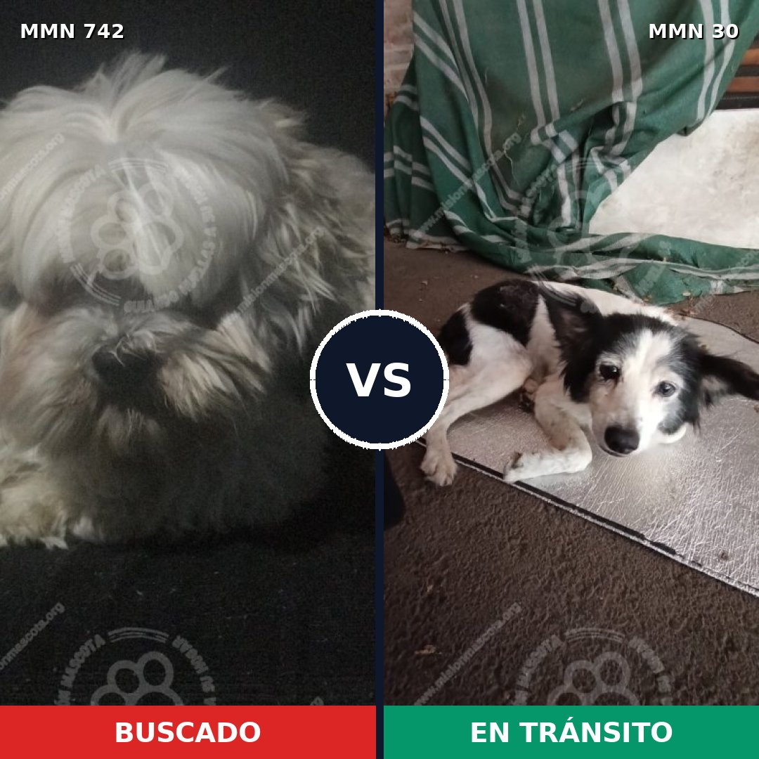 Comparativa MMS 10806: mascota perdida y mascota encontrada, 35% de similitud