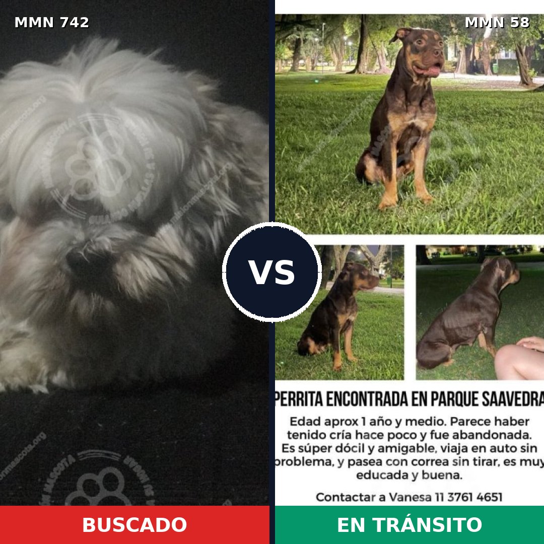 Comparativa MMS 10807: mascota perdida y mascota encontrada, 25% de similitud