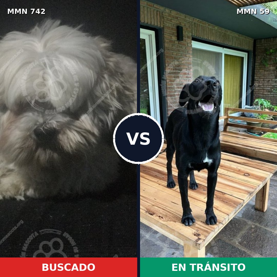 Comparativa MMS 10808: mascota perdida y mascota encontrada, 29% de similitud