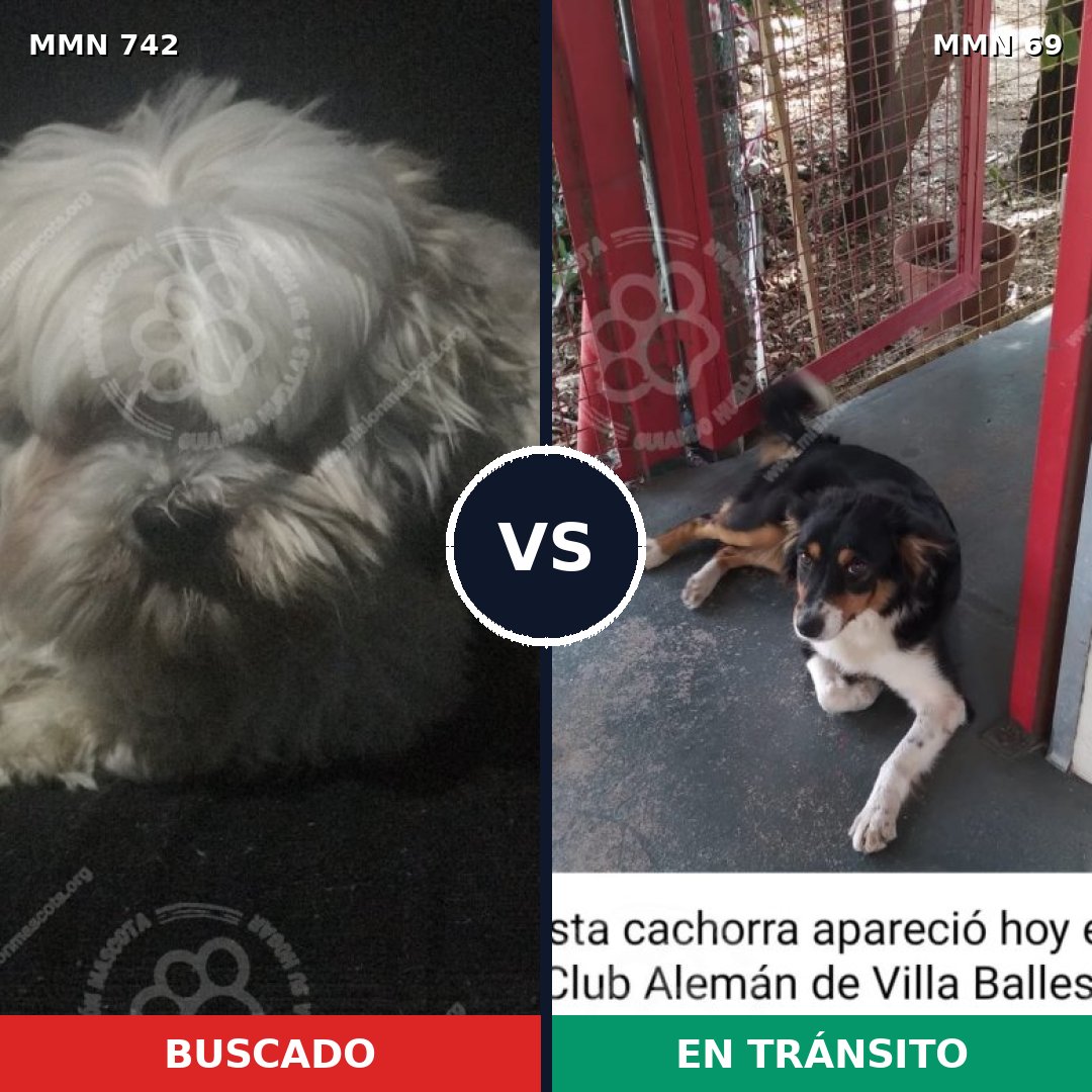 Comparativa MMS 10809: mascota perdida y mascota encontrada, 30% de similitud