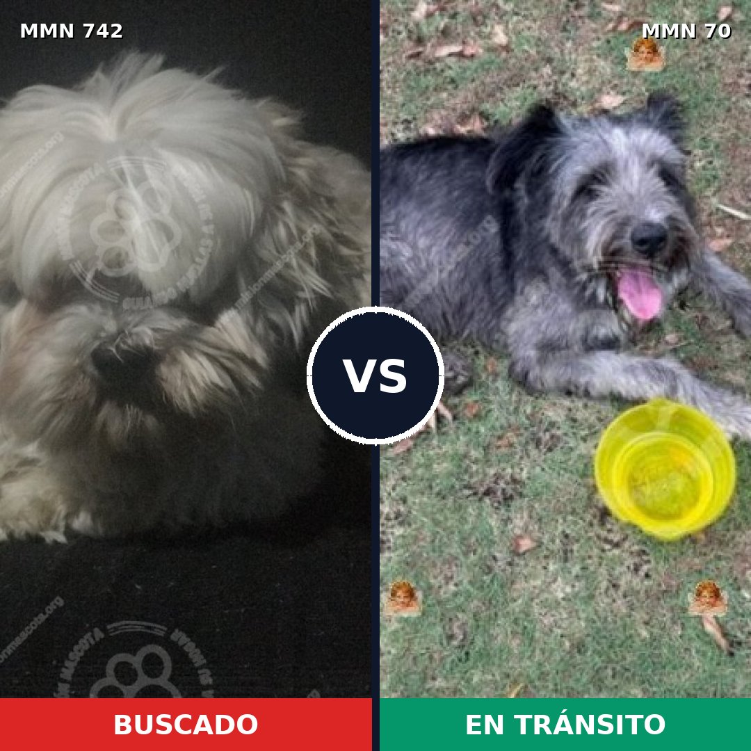 Comparativa MMS 10810: mascota perdida y mascota encontrada, 32% de similitud