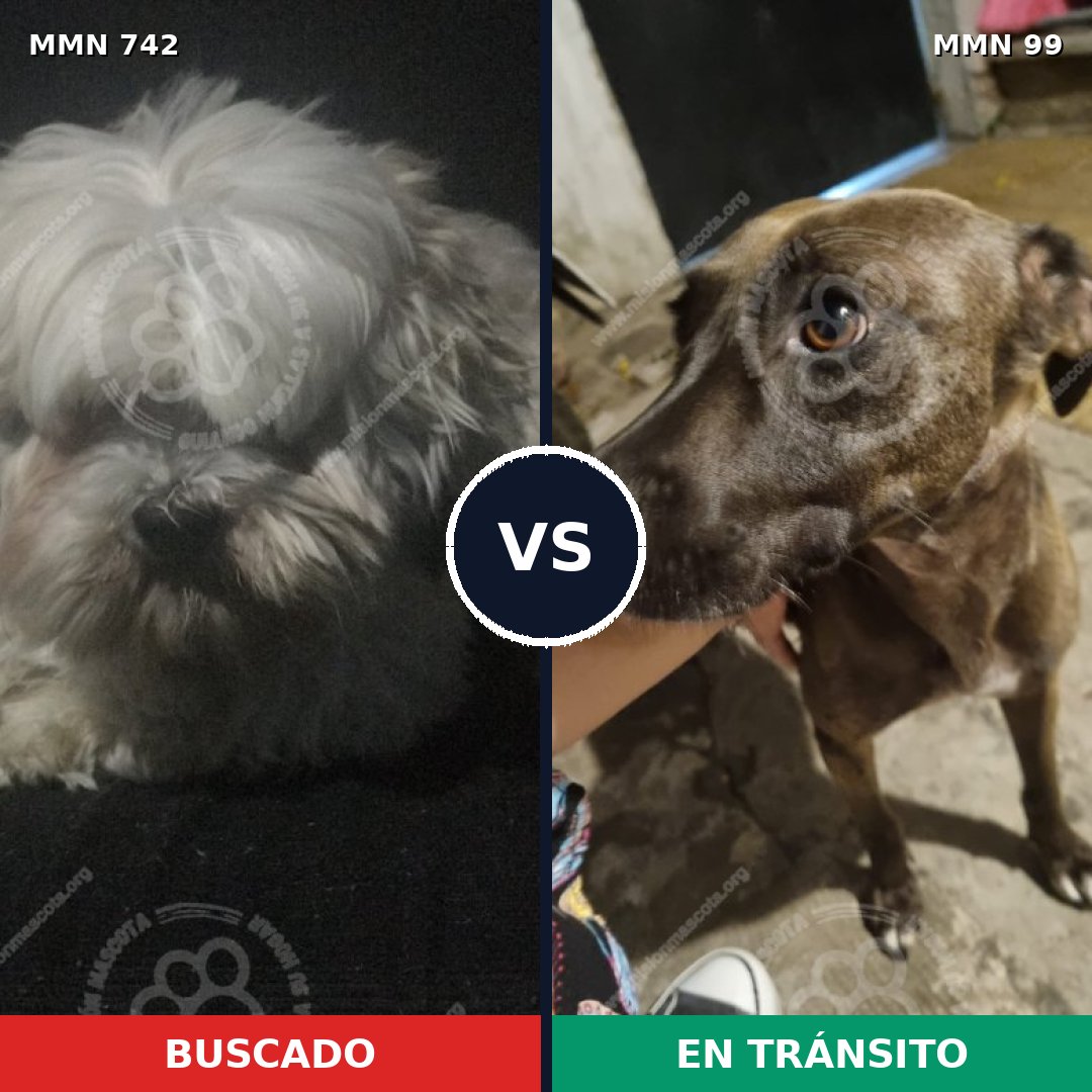 Comparativa MMS 10813: mascota perdida y mascota encontrada, 39% de similitud