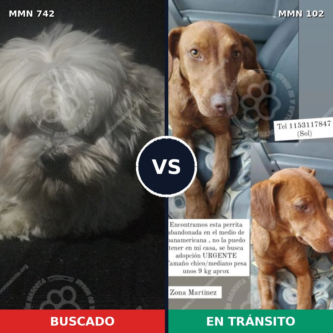 Comparativa MMS 10814: mascota perdida y mascota encontrada, 24% de similitud