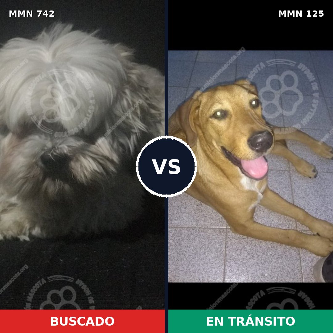 Comparativa MMS 10815: mascota perdida y mascota encontrada, 28% de similitud