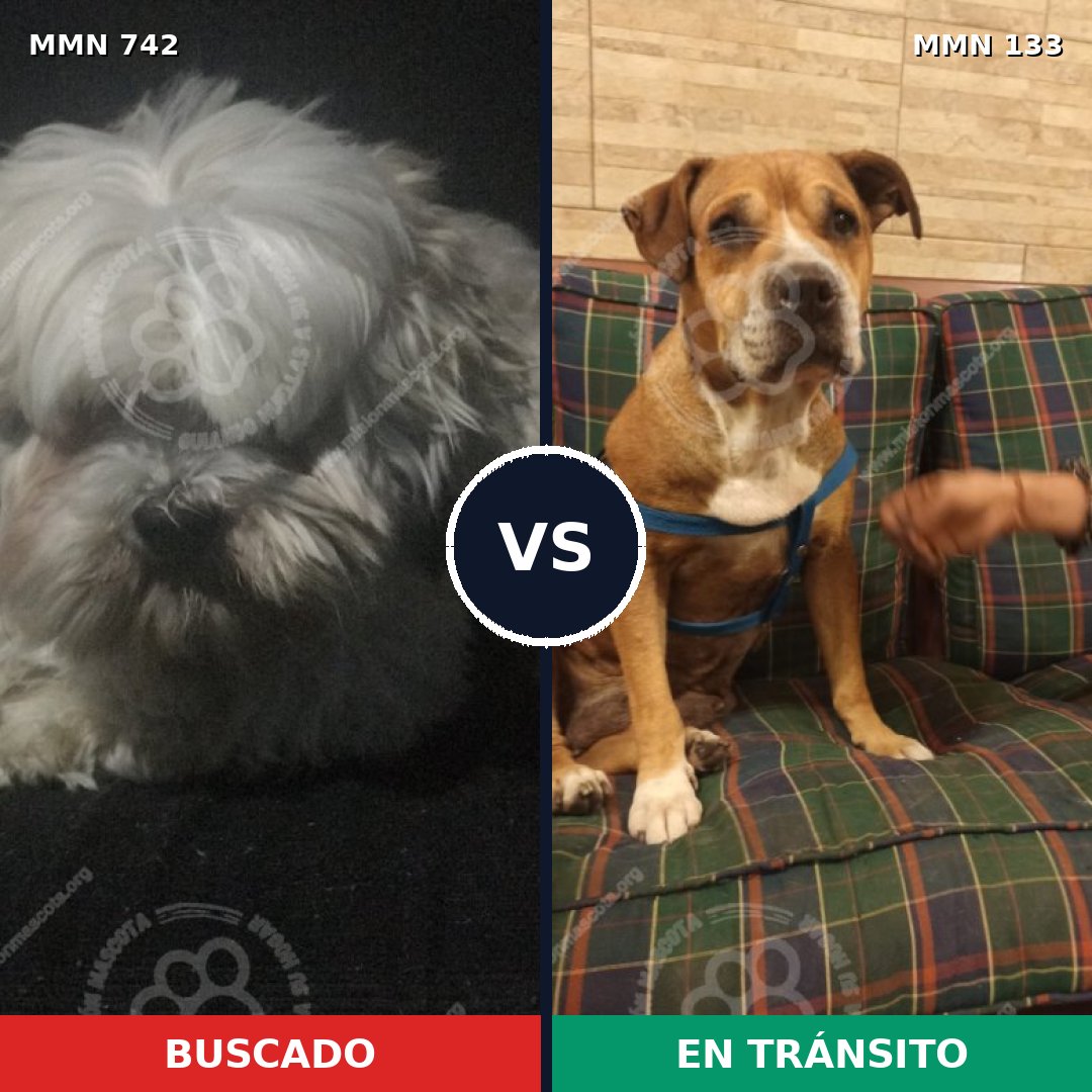 Comparativa MMS 10816: mascota perdida y mascota encontrada, 28% de similitud