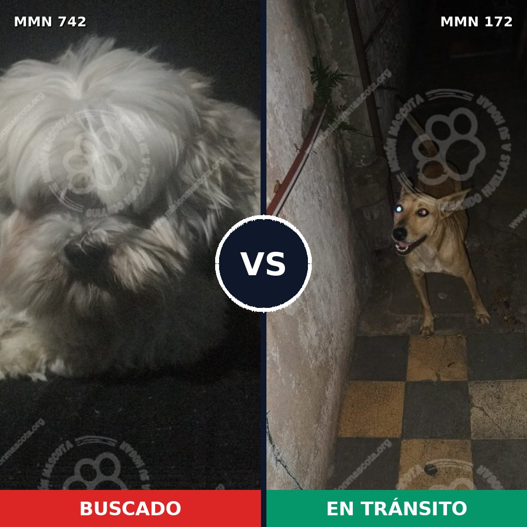 Comparativa MMS 10817: mascota perdida y mascota encontrada, 36% de similitud